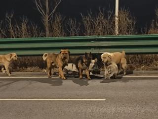 没人卖狗、没人偷狗！火遍全网的7只狗狗“逃亡”事件，真相是……