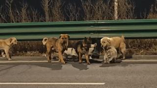 没人卖狗、没人偷狗！火遍全网的7只狗狗“逃亡”事件，真相是……