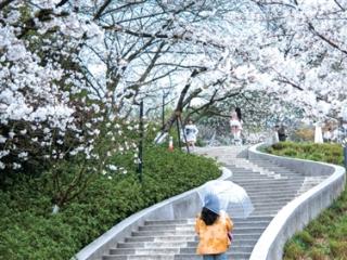 春日限定版“粉色童话”， 少儿公园的樱花开了