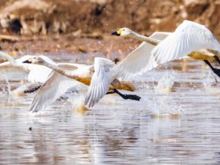 春暖河开候鸟来