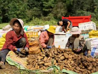工行兴义普安支行：天麻“吸饱”金融水 山野飘起“致富香”