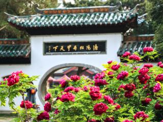 用色卡解锁牡丹的九种“国色芳华”丨原来你是这样的河南