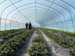 春日尝鲜正当时 上饶市广信区郑坊镇草莓采摘园里春意浓