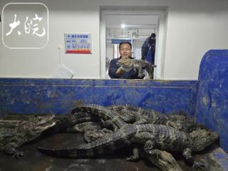 醒了！2000余条扬子鳄结束冬眠将被转场至户外
