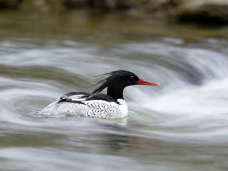 吉镜头｜鸭绿江迎来“国宝级”客人！通化集安生态再获自然认证