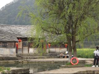 西秀区鲍家屯村：“春赏花+屯堡文化”沉浸式体验赏春新顶流