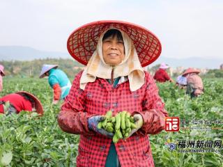 连江小蚕豆变身“致富豆”