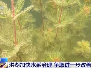 修复河口、恢复植被 湖北洪湖加快水系治理改善生态