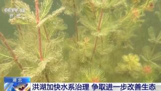 修复河口、恢复植被 湖北洪湖加快水系治理改善生态