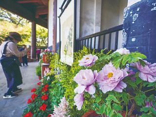 牡丹花开六和塔