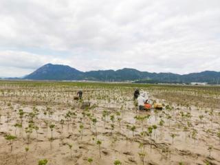 喜讯！海洋三所“霞浦红树林项目”正式登记 成为首个海洋领域全国温室气体自愿减排项目