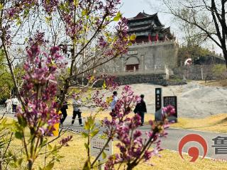 【鲁网图集】春染花山 漫野芳华