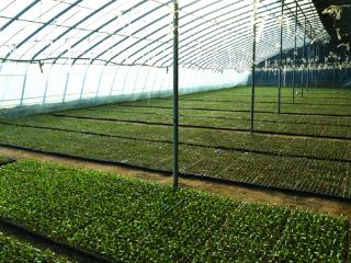 一粒优种，协同共育！廊坊这家公司的甜瓜优种走向全国