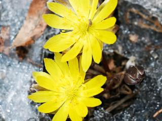 罗浩拍吉林丨长春百木园：冰凌花开 破土迎春