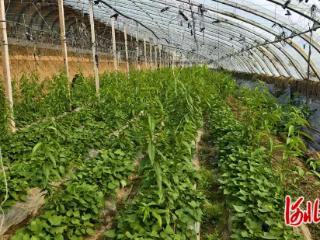 卢龙：暖棚套种巧发力 特色种植促增收