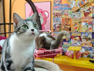 悦己消费激活连云港海州商业街区新活力