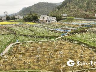 花海“长”流量！绥阳东山果园“转场”破圈