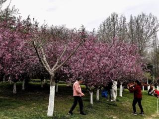 淮南龙湖公园：三月海棠绽芳华