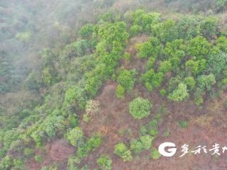 贵州务川：生态放养太湖土猪 养出放心好猪肉