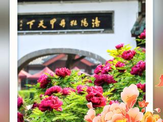 花Young河南 春动中国丨原来你是这样的河南