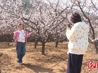石家庄市鹿泉区：山野杏花次第开 千亩春色入画来