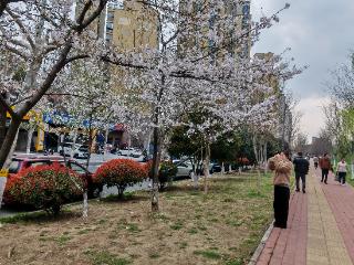 光明顶辟谣 | 躲着花就能避开花粉过敏？专家：错！花卉可能是“替罪羊”
