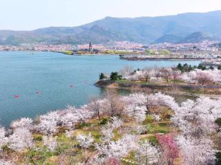 粉了粉了！花果山樱花热情绽放