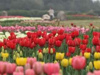 晚上也能去赏花！合肥植物园郁金香展期间延迟开园时间