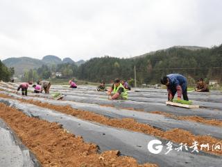 绥阳县：鲜食玉米移栽忙 轮种增收“甜”希望