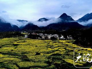 春游江淮请您来 | 绩溪家朋梅干岭梯田油菜花迎来观赏季 花海夜游点亮诗意春日