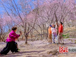 组图｜唐山凤凰山公园：桃花绽放引市民踏春赏景