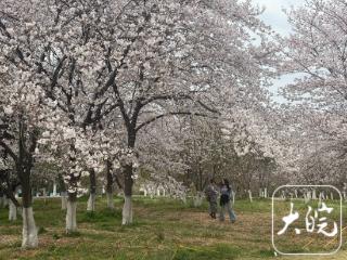 春日“樱”约而至！记者带你打卡合肥赏樱好去处