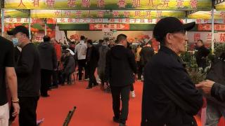 兴业·强县·富民｜从窗台绿意到20亿产业 长春君子兰盛会再“吸睛”