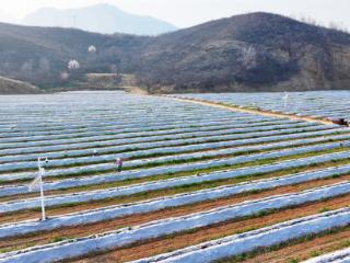 小酸枣撬动大产业