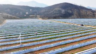 小酸枣撬动大产业