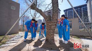 打开雄安的九种方式（九）｜“行走”的古树 不变的乡愁