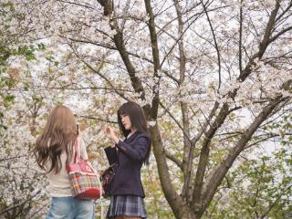 杭城樱花迎来 “颜值巅峰”