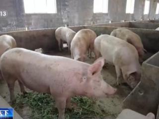 生猪价格为何持续下跌 未来形势如何？专家解读