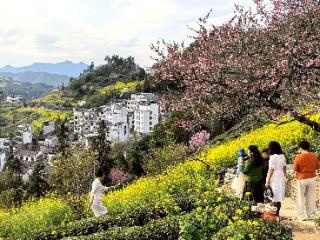 春游江淮请您来 | 三月春光醉石潭 花映青山绘就天然调色板