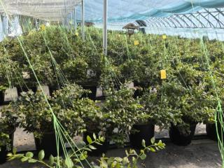 兴业·强县·富民｜“洋水果”变身“土特产”