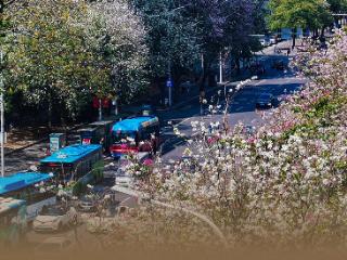 读城｜工业路上羊蹄甲 花开花落近“不惑”