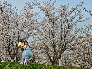 合肥方兴湖公园樱花绽放