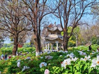 安庆莲湖公园牡丹游园会启幕 融合黄梅戏与国潮新体验