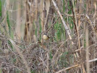 惊喜！合肥鸟友上演“听音寻鸟”接力赛，“隐士”黄腹山鹪莺首秀巢湖