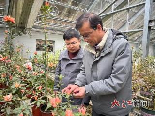 曾“灭绝”的小溪洞杜鹃要开花了