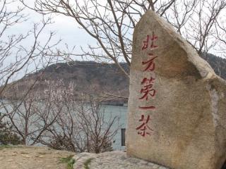 崂山大田春茶于3月29日开采