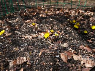 罗浩拍吉林丨长春友谊公园：冰凌花开春意浓