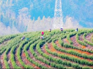 普定县：春日采茶忙 茶香溢山岗