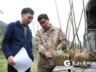 汇川区：种下富民“柿”业新希望