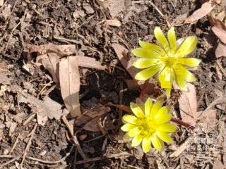 春讯至！长春百花园冰凌花绽放！